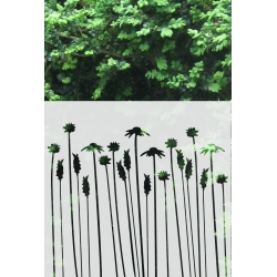 ROS66 50x47 naklejka na okno wzory roślinne - trawy i łączki